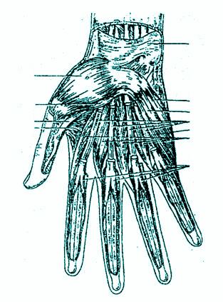 Мышца кисти, правой. Ладонная сторона